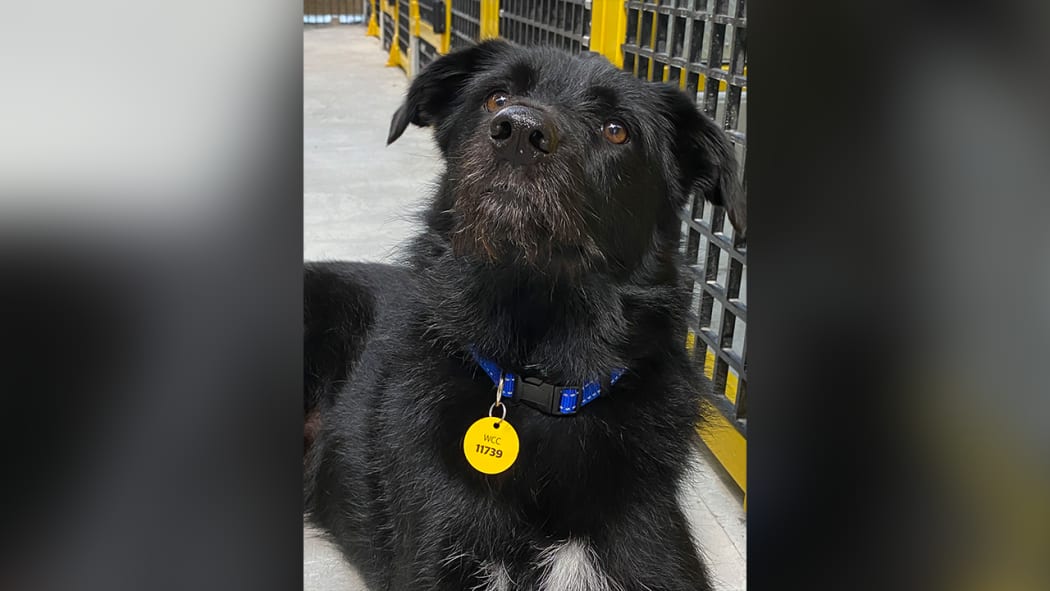 A Wellington dog donning a new, longer lasting metal dog tag.