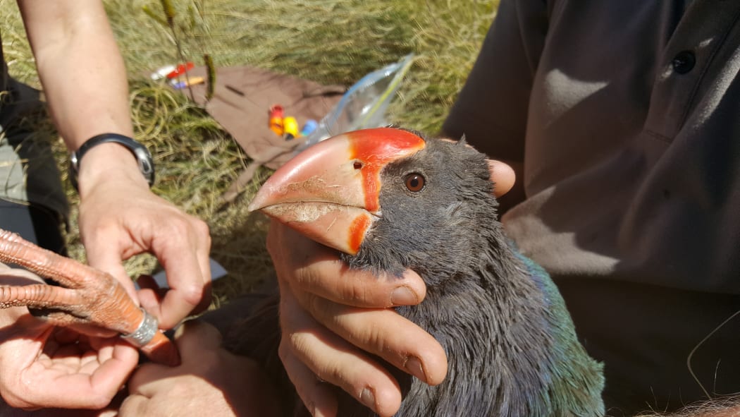 A young takahē, named Telfer, is given a numbered metal leg band and a radio transmitter.