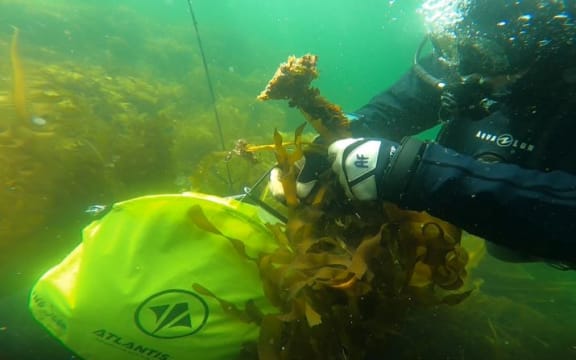 A diver removing undaria