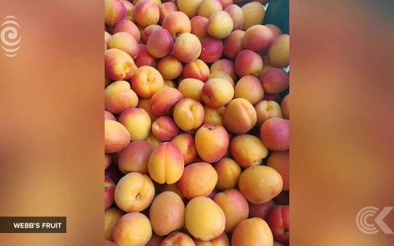 'Fruit Bowl of the South' smashes Spring heat records: RNZ Checkpoint
