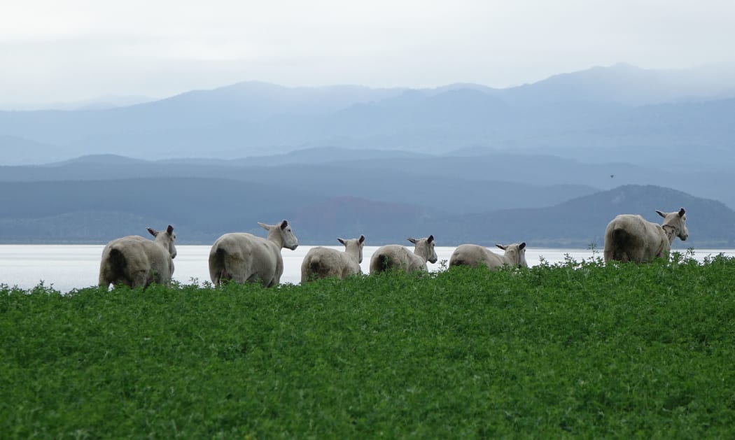 Sheep in green feed crop looking out over Lake Taupo