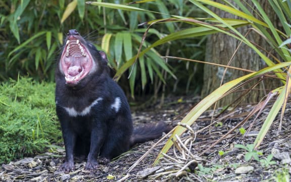 The Tasmanian devils are caused damage to the sea bird population on the island.