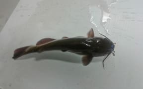 A brown bullhead catfish