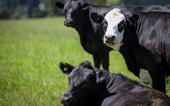 Canterbury region farms