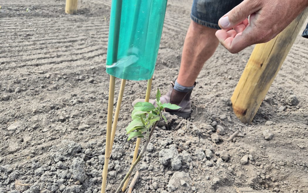 A young apple tree has been replanted on the packhouse orchard block.