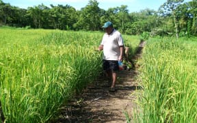 A rice farmer inspects the grain in Solomon Islands Isabel Province.