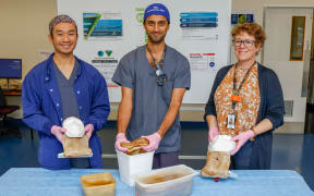 Three people gather around a table holding scobies up out of containers.