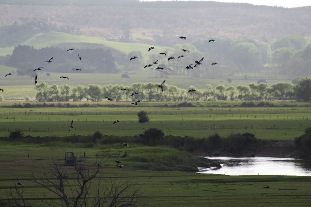 The view from Peter Smith-West's Helensville property, which he worries will be ruined if a planned solar farm plant goes up.