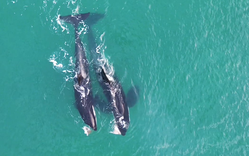 Orca swimming at Whangaparaoa.