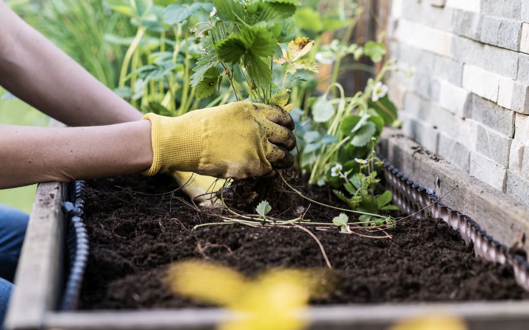 Woman wearing garden gloves planting wild strawberries in to her garden.