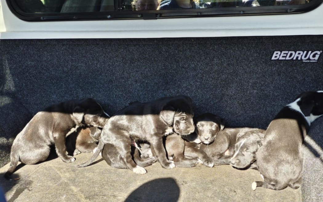 The seven puppies were found by a member of the public in roadside vegetation in Te Papa-Kura-o-Taranaki.