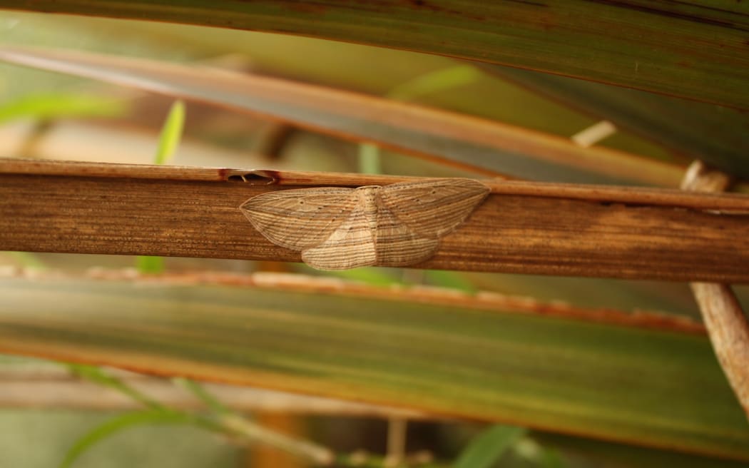 The Cabbage Tree Moth