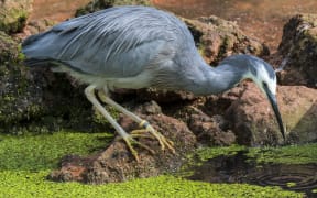 White-faced heron