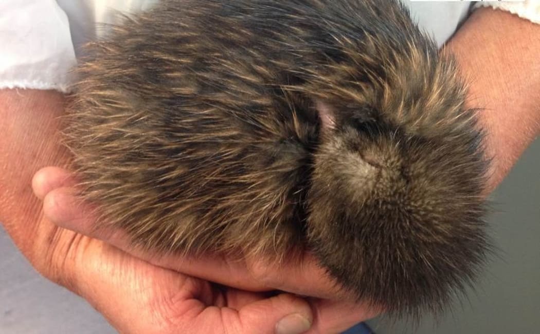 A kiwi chick has survived being run over by 13-tonne digger.