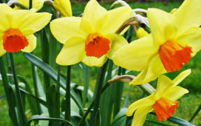 Symbolic Welsh flower, the daffodil