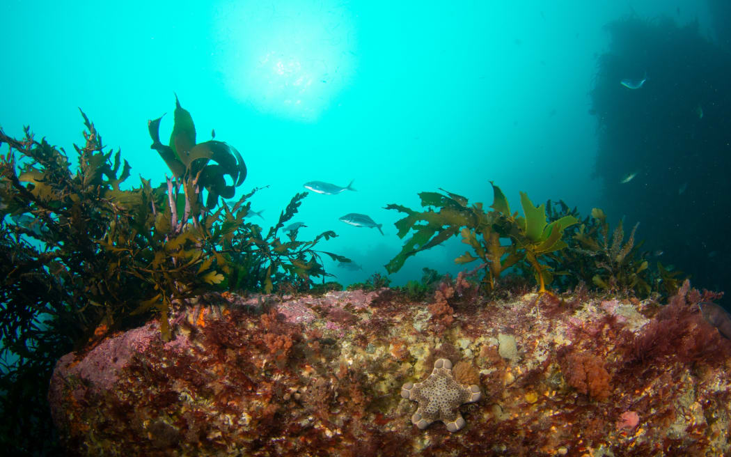 Kaikōura seaweed.