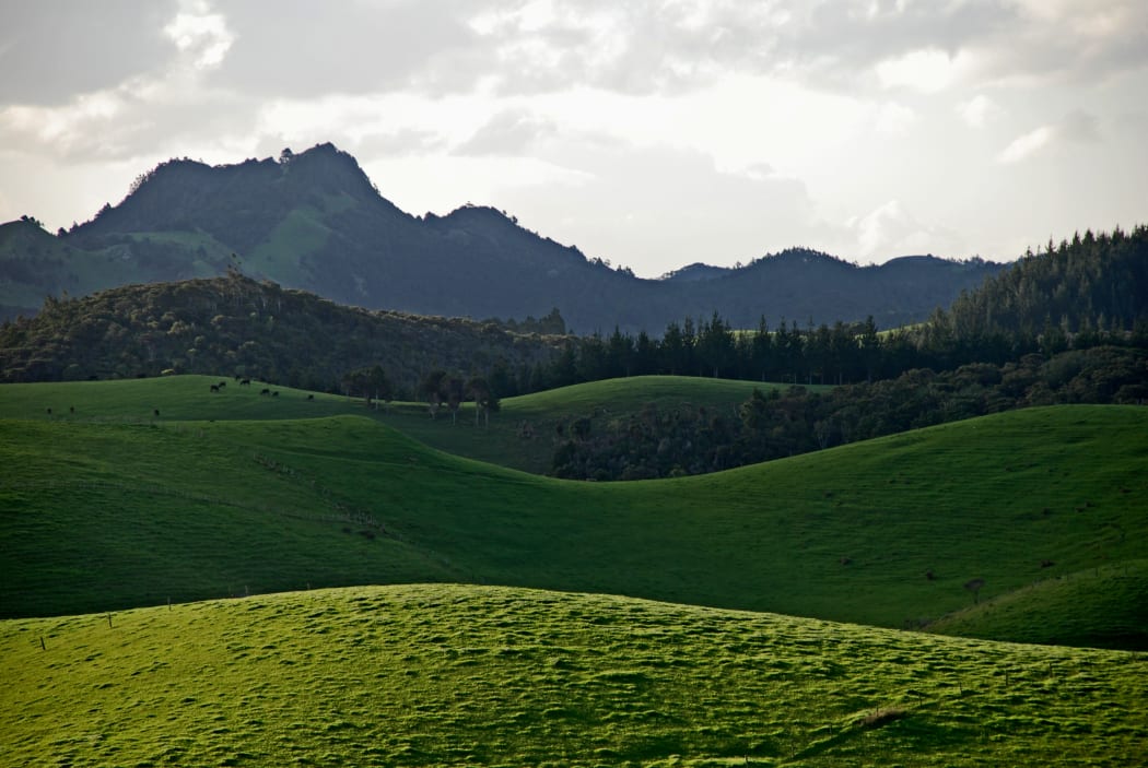 Rolling hills in the Northland region, New Zealand.