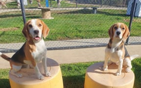 Beagles Bernard and Ozzy didn't make the grade as sniffer dogs, and are now looking for new homes.