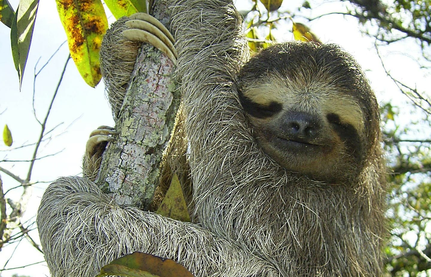 three-toed pygmy sloth