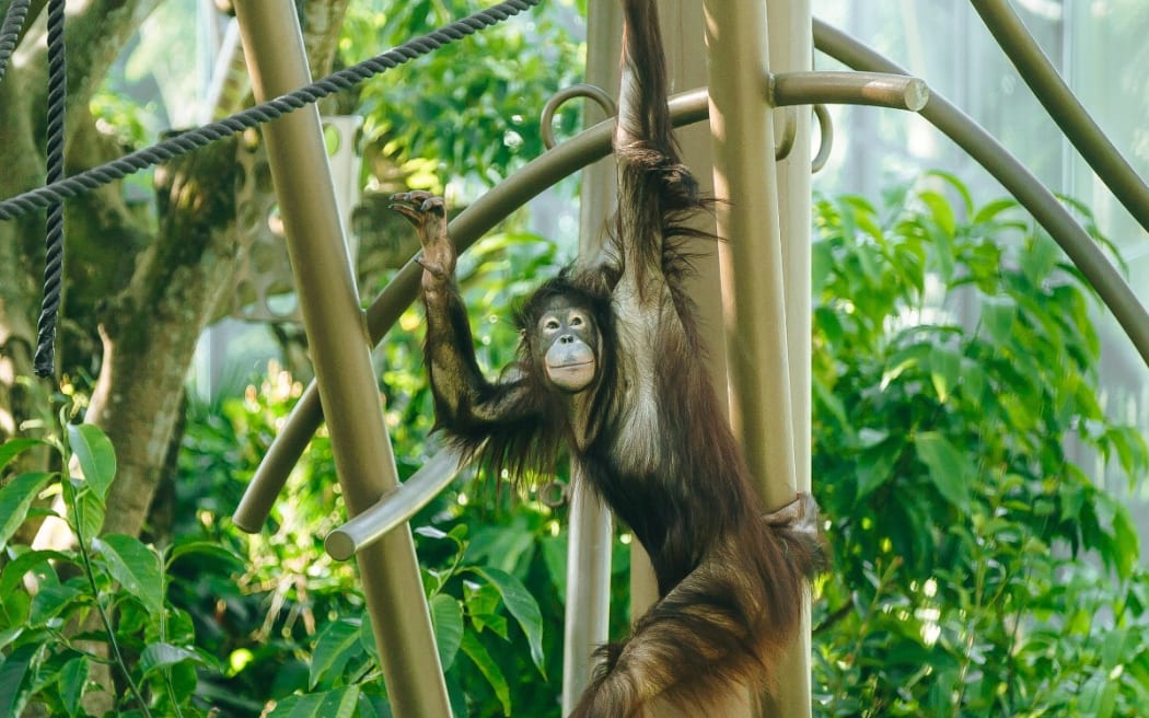 Daya the orangutan at Auckland Zoo.