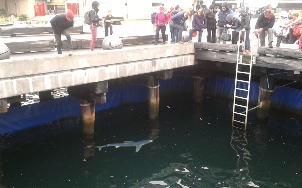 People watching a blue shark trapped near Te Papa on the Wellington waterfront.