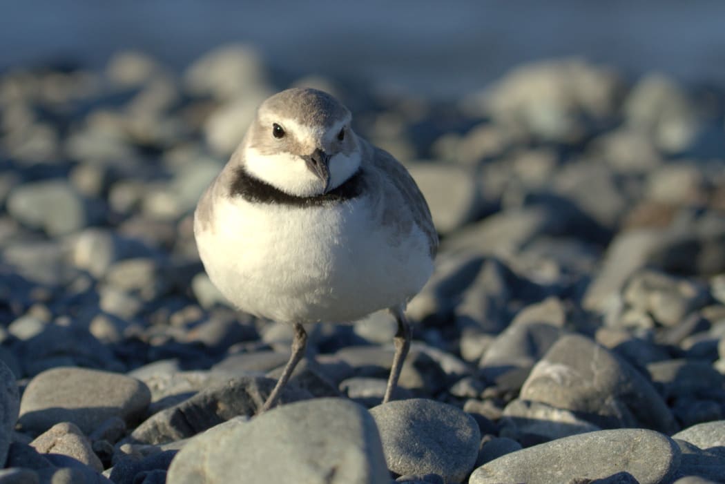 Wrybills are the only species in the world with a bill that bends to the side. There are just 5000 or so wrybills and their numbers are declining.
