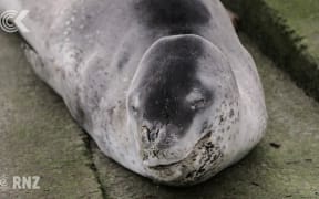 Leopard seal captures attention at Wellington's Oriental Bay
