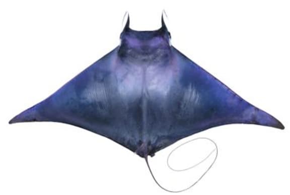 Spinetail devil rays grow to 3.1 metres across, and unlike their relatives the manta rays which have wide mouths at the front of their body, devil rays have their mouths on the underside of their body.