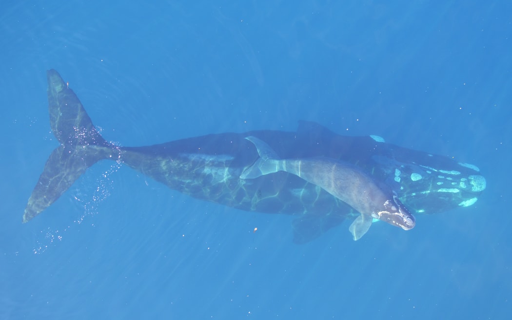 A southern right whale, or tohorā, and its calf.