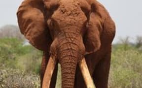 elephant