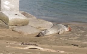 The leopard seal seen injured at Mana Marina.