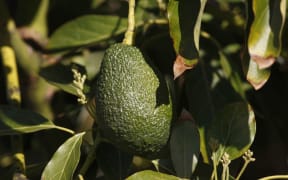 avocado tree