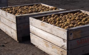 Just harvested green kiwifruit