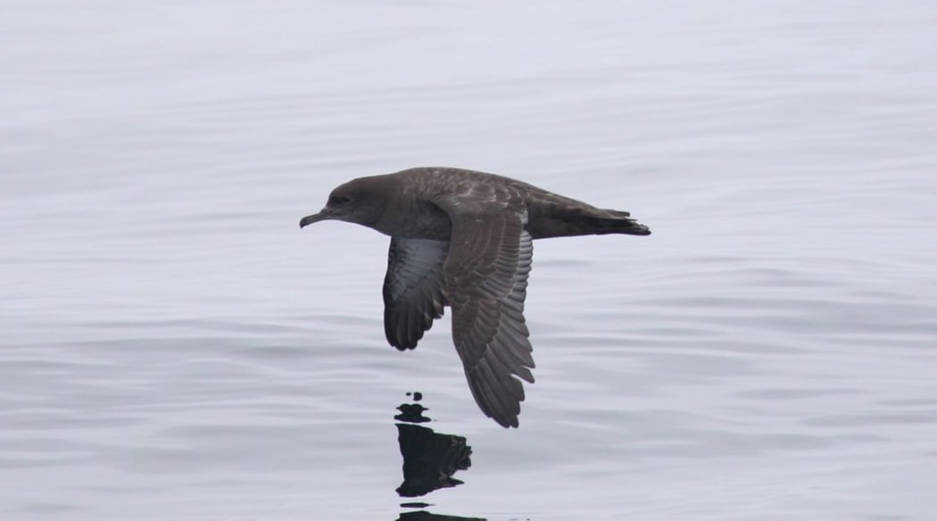 Sooty shearwaters travel huge distances across the Pacific.
