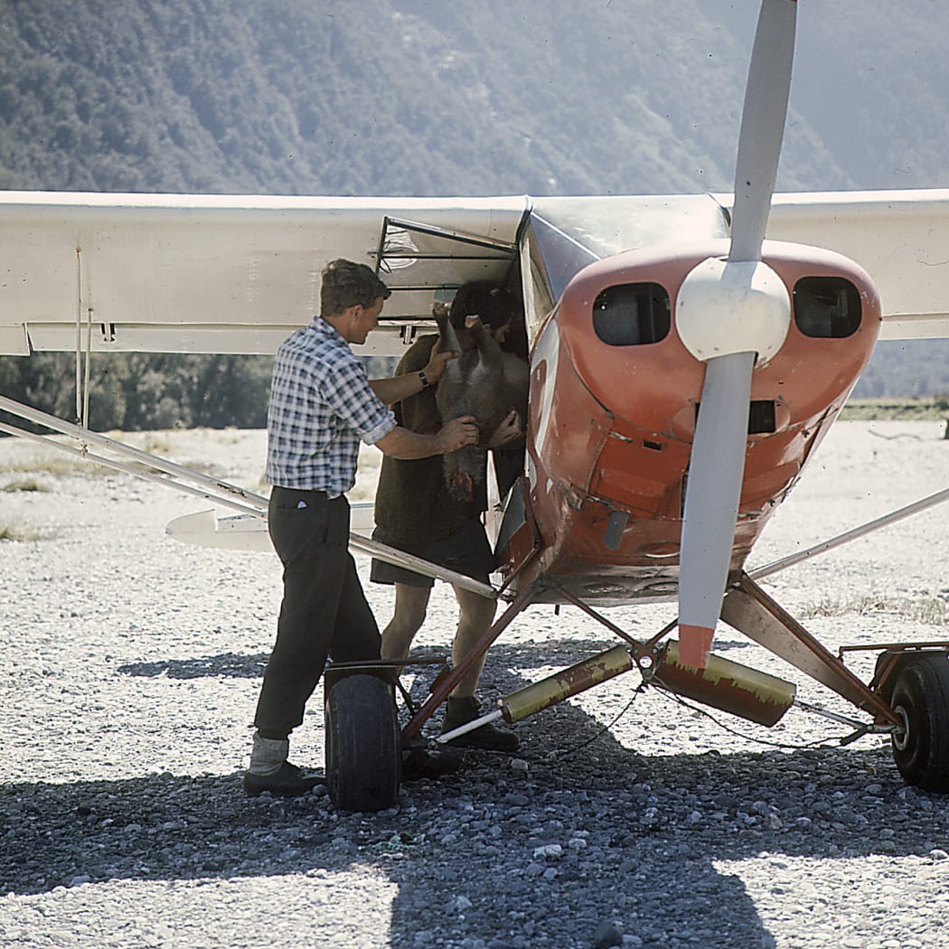 Man pushing dead deer into plane