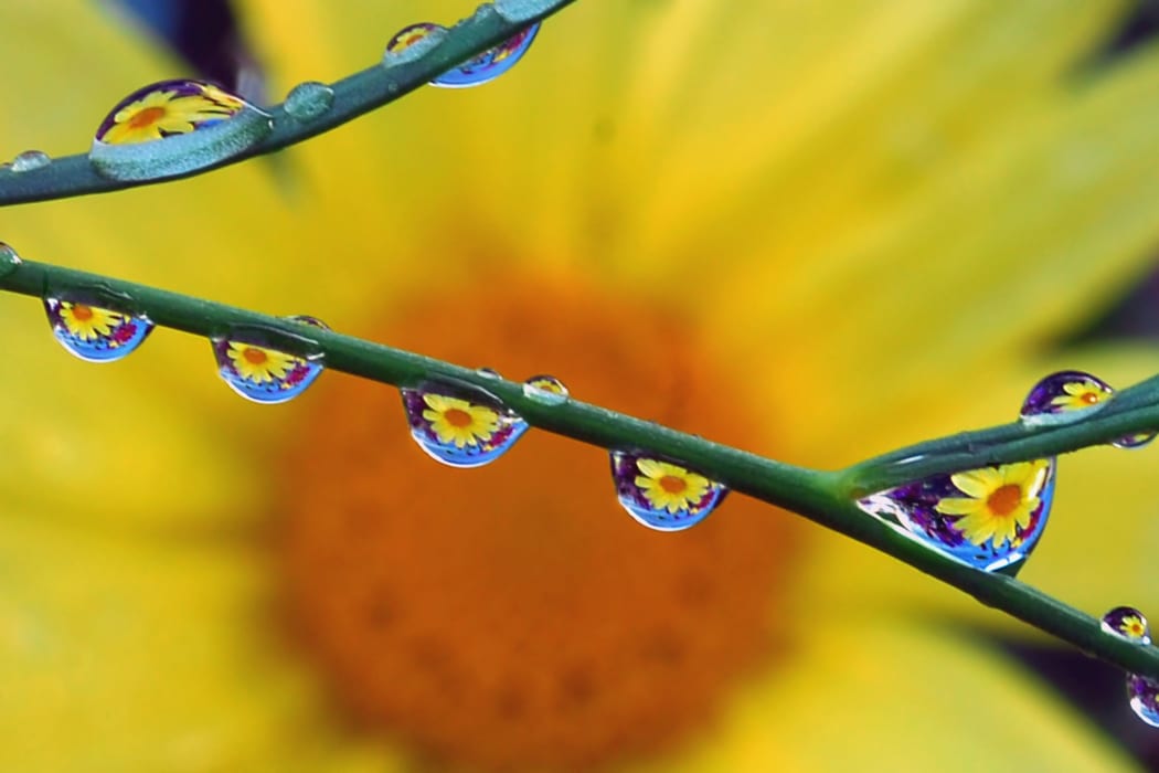 reflections of sunflower