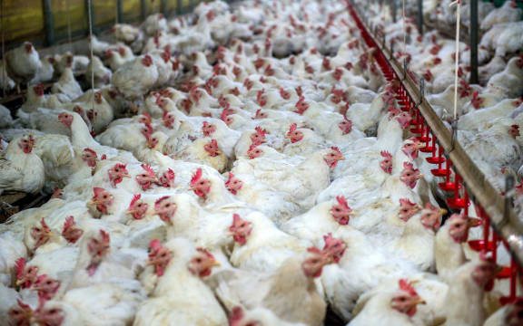Factory chickens.