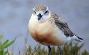 There are just over 2000 northern New Zealand dotterels, and they are found around much of the North Island. Another subspecies now breeds only on Stewart Island.