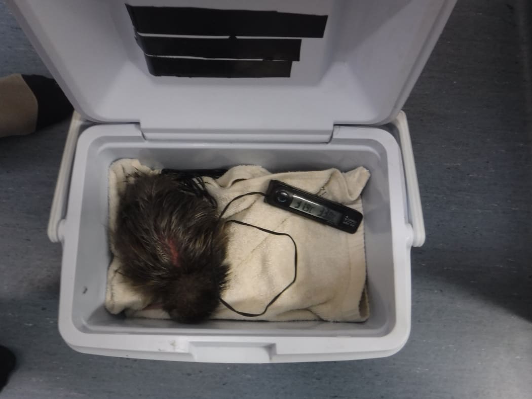 A kiwi chick, named Rock Star, was delivered to its new home at Kiwi Encounter in a chilly bin after hatching in a car in Taranaki.