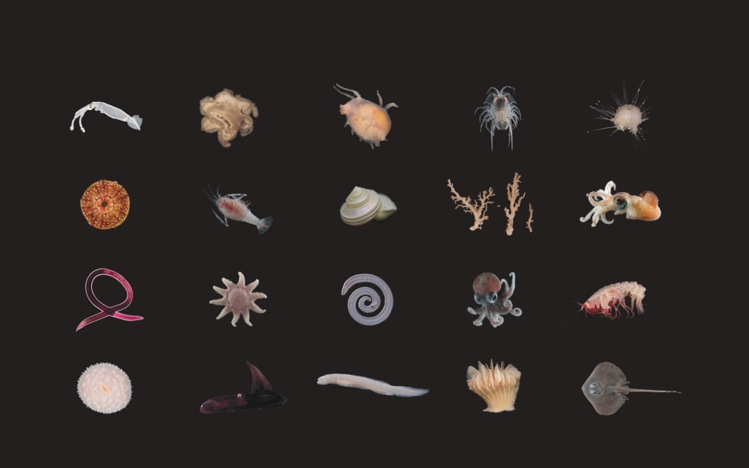 A collage of 20 weird deep-sea animals arranged in a grid against a black background, including shrimp-like creatures, octopuses and squids, an eel-esque fish, a starfish, and other weird goopy and spiky creatures.