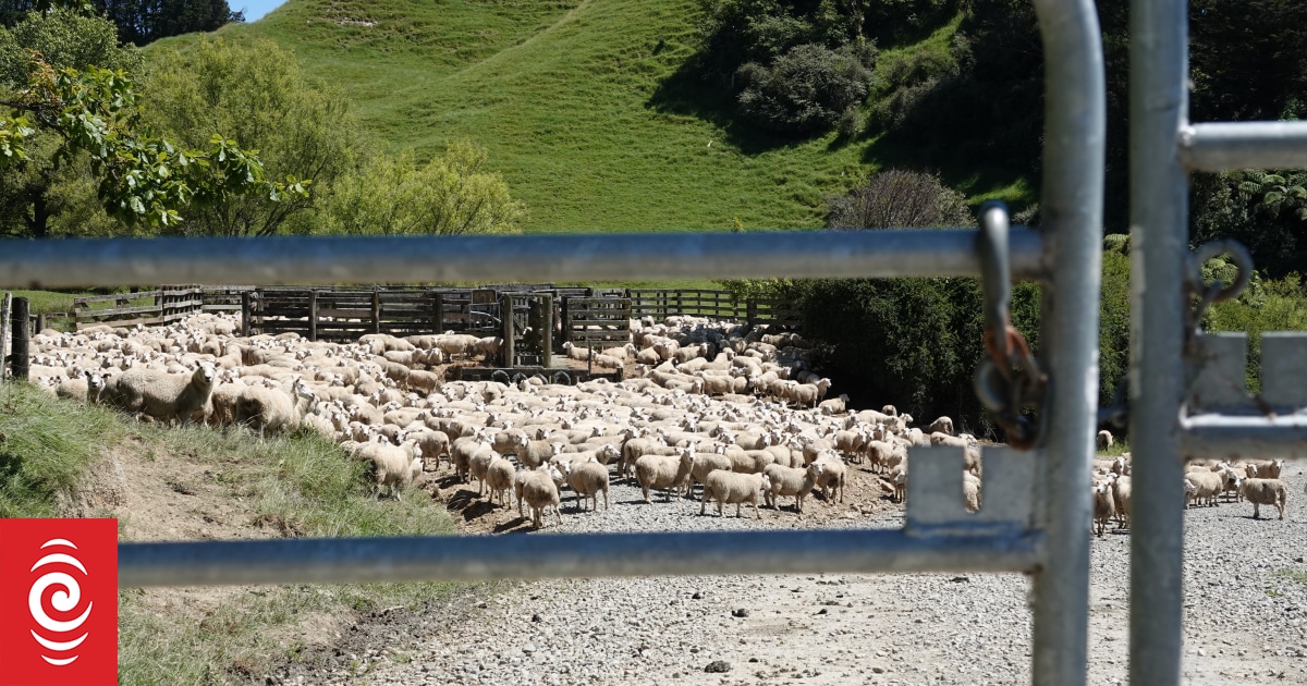 East Coast and Tairāwhiti farmers still struggling 10 months after Cyclone Gabrielle - Vimarsana News