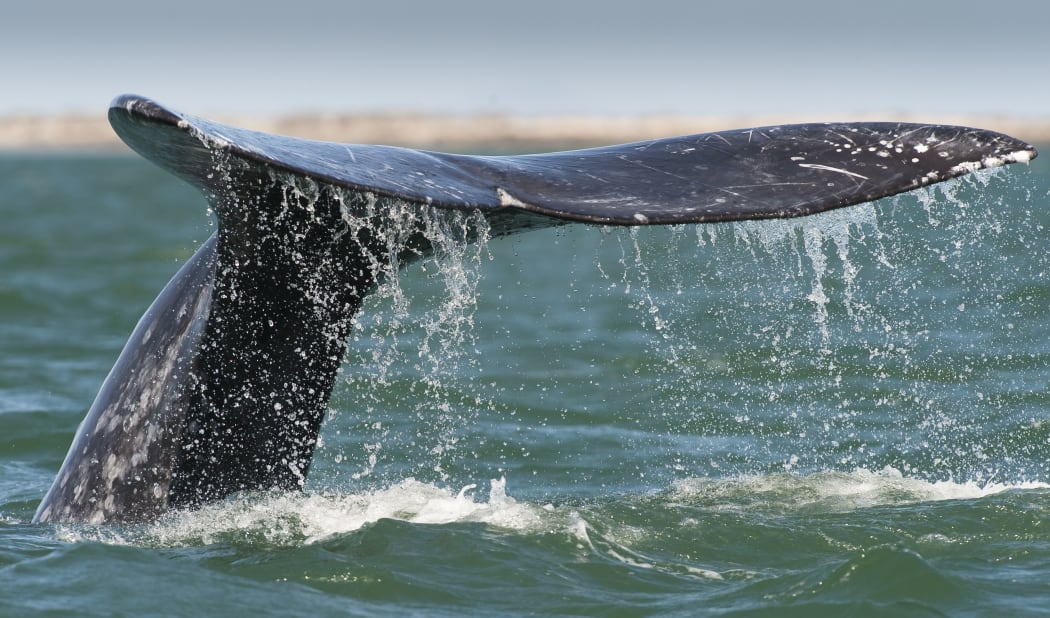 Gray whale