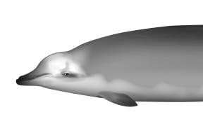 A rendering of a female Ramari's Beaked Whale