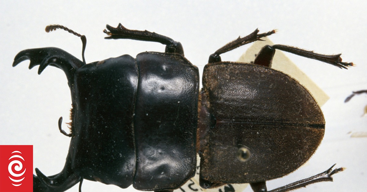 Rus porno yulduzi moda hukmida