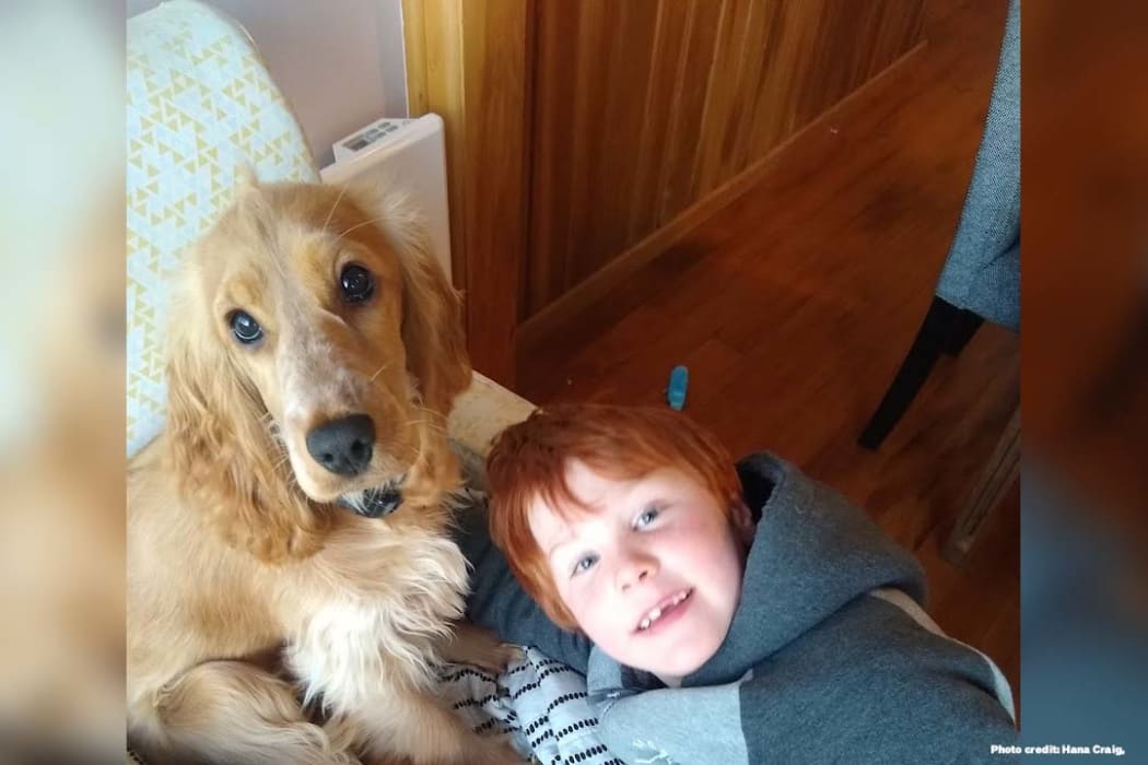 Sylvie the golden cocker spaniel with her buddy Jacob.