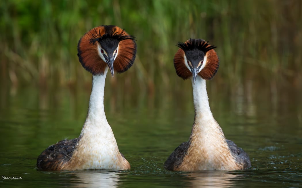 Pair of pūteketeke Australasian crested grebe.