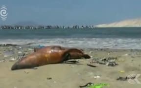 Sea lions released after mothers killed by fishermen
