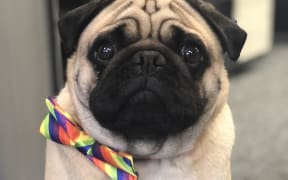 Northern Health School is pleading for the return of their volunteer therapy dog Doug.