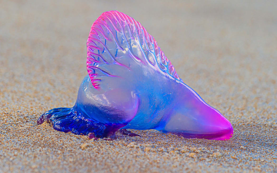 Photo a stranded bluebottle jellyfish on the beach in Bahia during the day in Brazil in March 2014