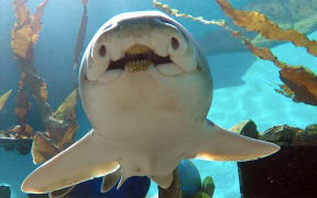 Port Jackson Shark